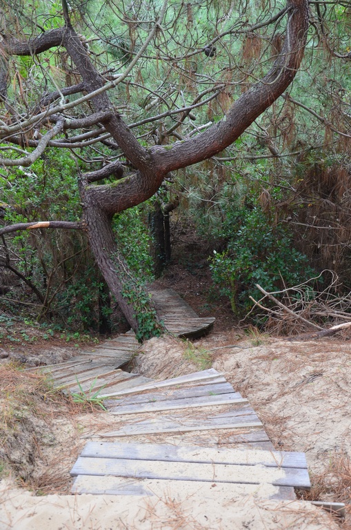 2016-12-10 Bordeaux/Cap Ferret/DSC_0197.JPG